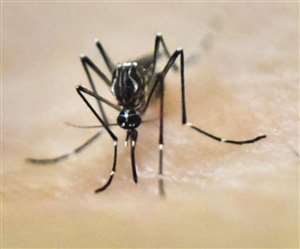 Zika Virus Update : केरल में जीका वायरस के तीन और मामले दर्ज, अब तक कुल 44 हुए संक्रमित