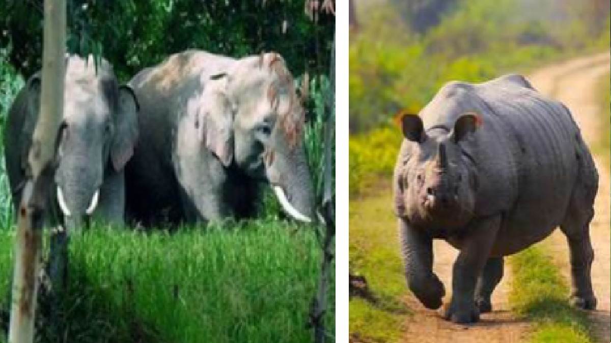 wild elephant and rhinoceros from nepal creating ruckus in pilibhit