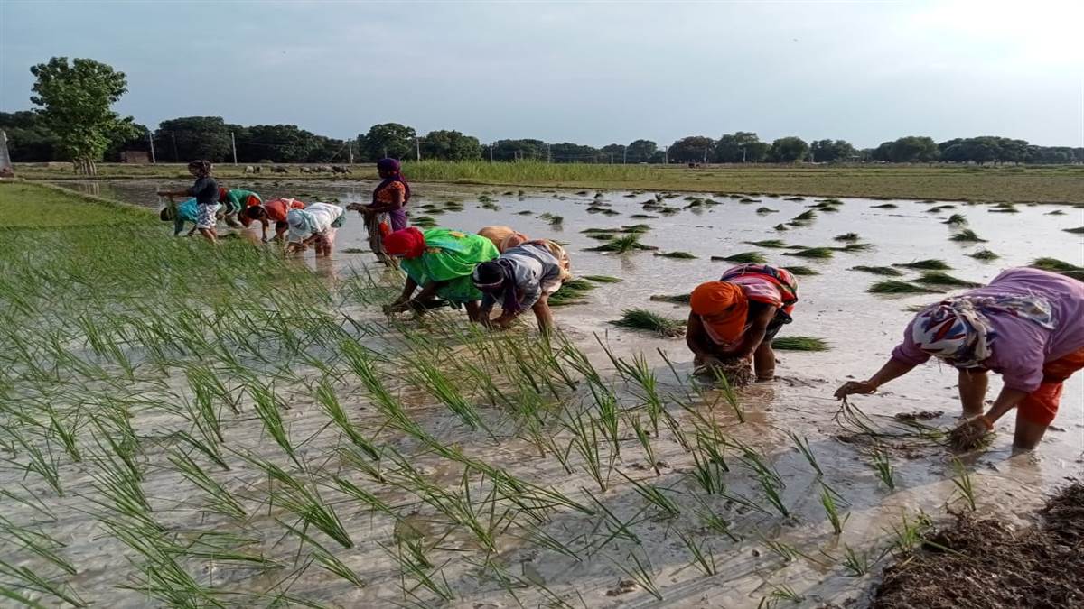 drought like conditions are being created in purvanchal farmers should get insurance for six crops will get financial relief