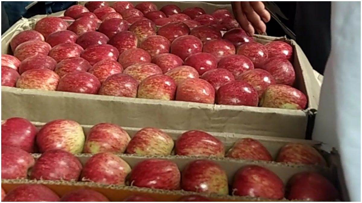 Himachal Apple Season सख्ती के बाद अब किलो के हिसाब से बिकने लगा सेब