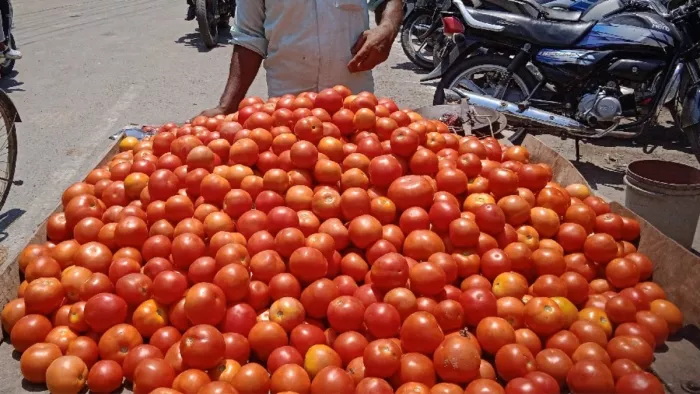 यूपी के किसानों के लिए अच्छी खबर, रबी के सीजन में टमाटर की फसल का भी बीमा करा सकेंगे अन्नदाता