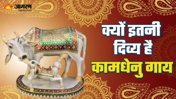 Kamdhenu: कामधेनु गाय क्यों है इतनी दिव्य (Picture Credit: Jagran English)