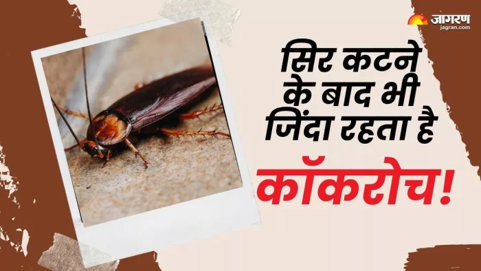 कैसे बिना सिर के भी जिंदा रहता है कॉकरोच? (Picture Courtesy: Freepik)