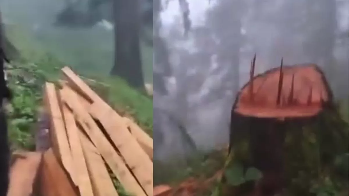 VIDEO: हिमाचल में सड़क से दूर पहाड़ी पर अवैध कटान, वायरल वीडियो पर विधायक की तीखी प्रतिक्रिया, विभाग झाड़ रहा पल्ला