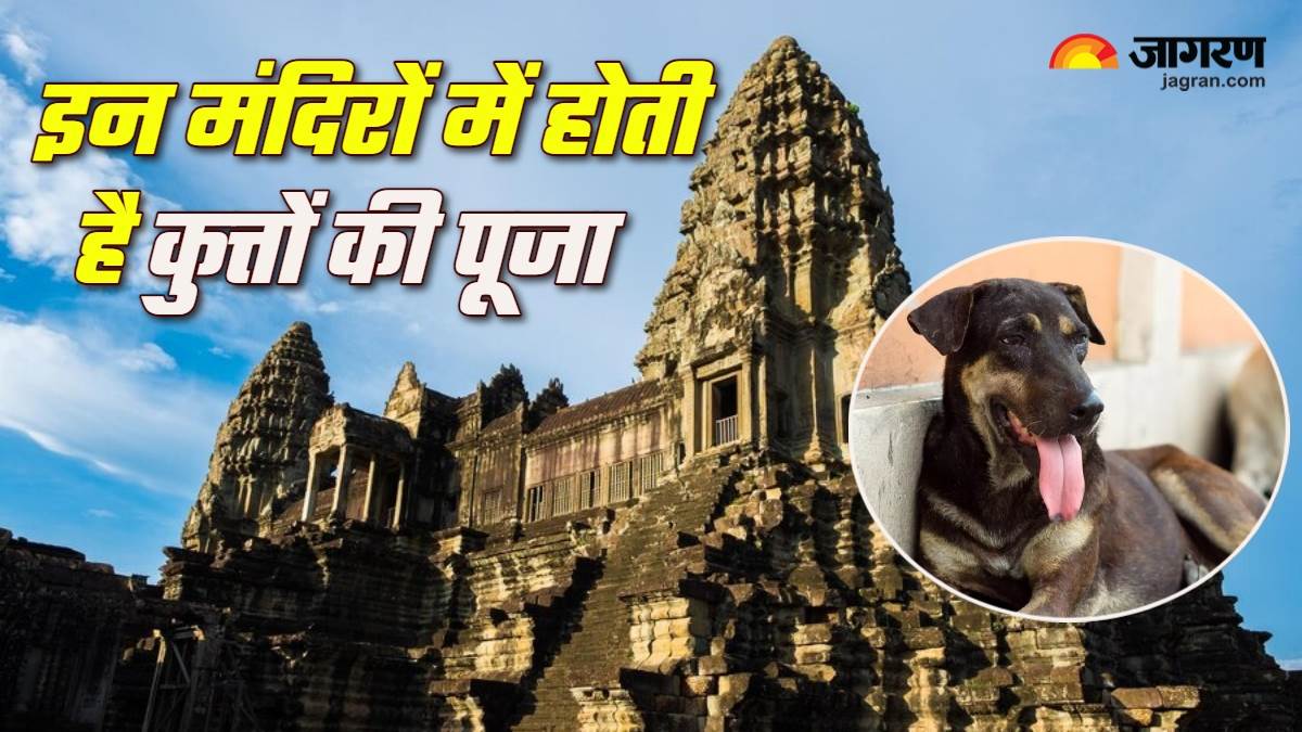 dog temples in india dogs are worshipped in these temples of india