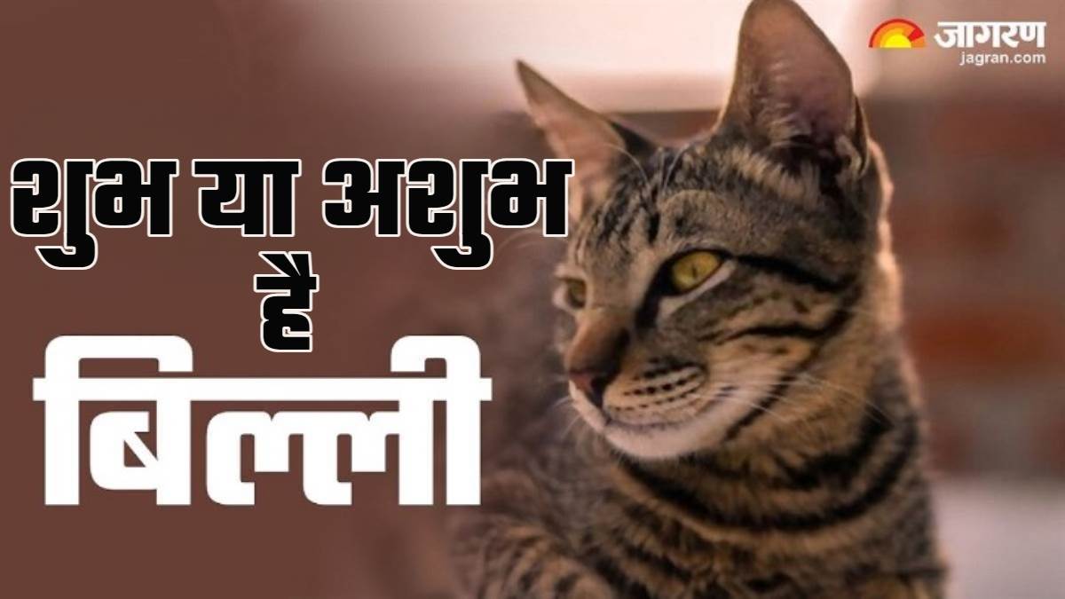 https://www.jagranimages.com/images/newimg/23082024/23_08_2024-vastu_shastra_for_cat_23783347.jpg