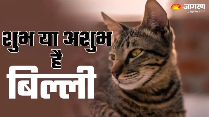 Vastu Shastra For Cat बिल्ली से जुड़े ये संकेत।
