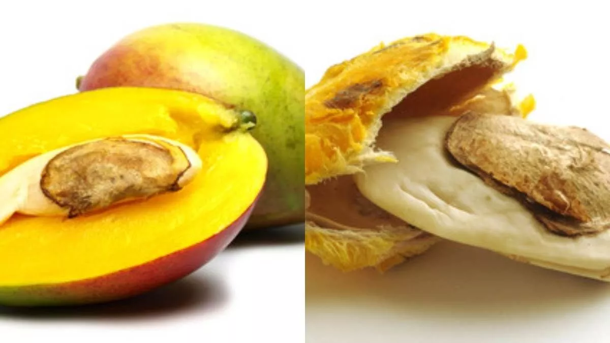 Mango Seed Hydrogel: बिहार में आम की गुठलियों से बनेगा नमी बैंक, बदलेगी खेती की सूरत