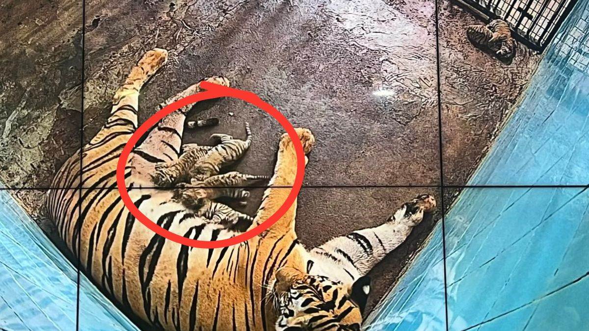 https://www.jagranimages.com/images/newimg/23082025/23_08_2025-delhi-zoo_24022913_2071177.jpg