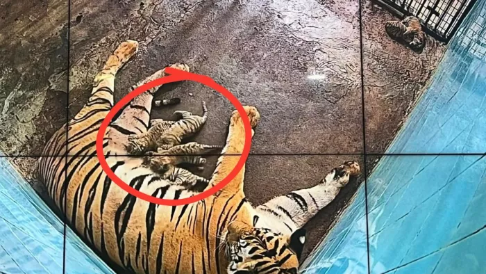 दिल्ली चिड़ियाघर में छह शावकों में से चार की मौत, दो पर मंडरा रहा खतरा