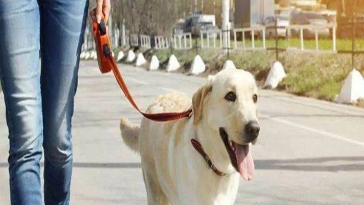 NCR में जानवर पालने वाले करें ये काम, वरना भारी जुर्माना भरने के साथ; जानी पड़ सकती है जेल