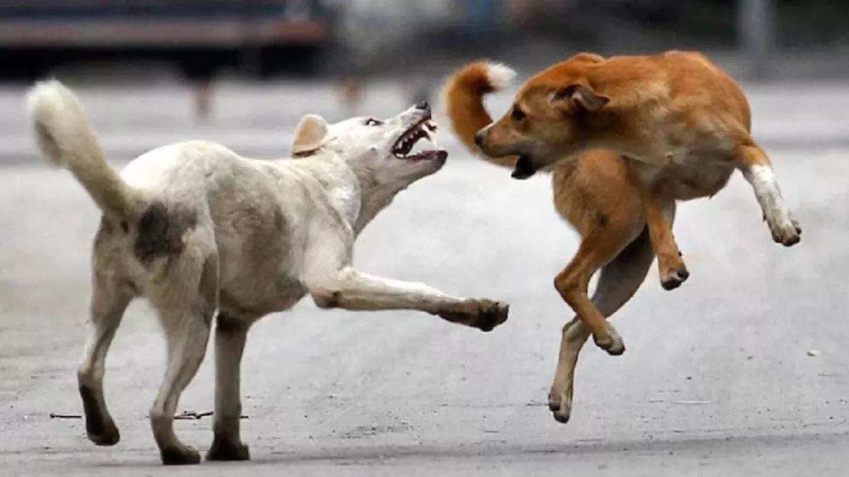 https://www.jagranimages.com/images/newimg/23082025/23_08_2025-dog_24022319_125433456.jpg