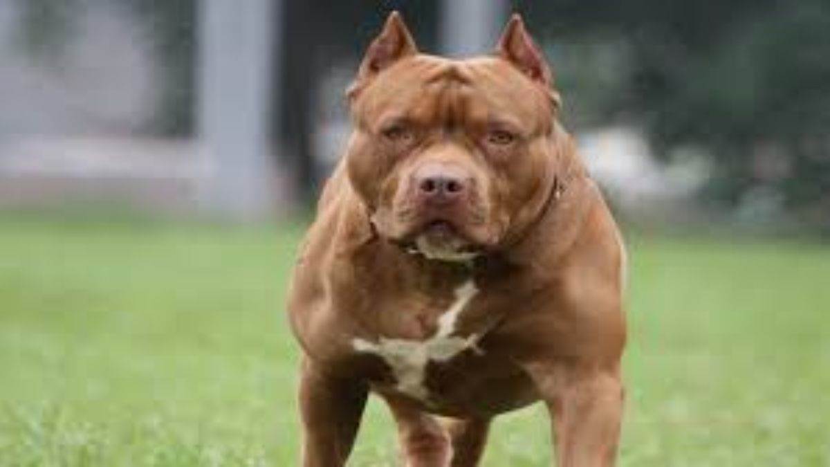 https://www.jagranimages.com/images/newimg/23082025/23_08_2025-pitbull_atack__24023024.jpg