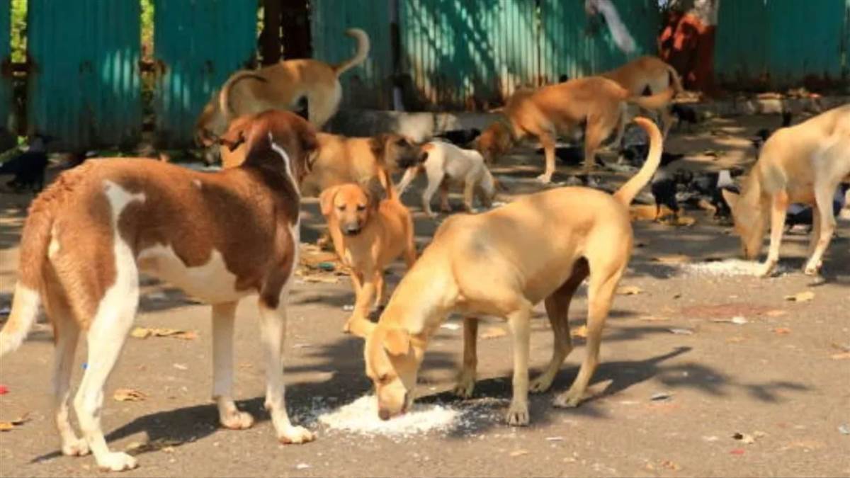 a rule will be made in chandigarh if you throw food at dogs in public places then you will be in trouble places will be designated