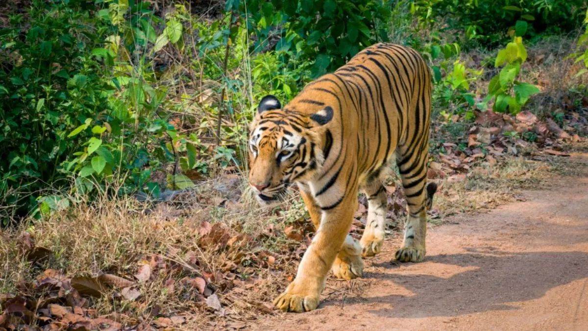 tiger poached in madhya pradesh narmadapuram district