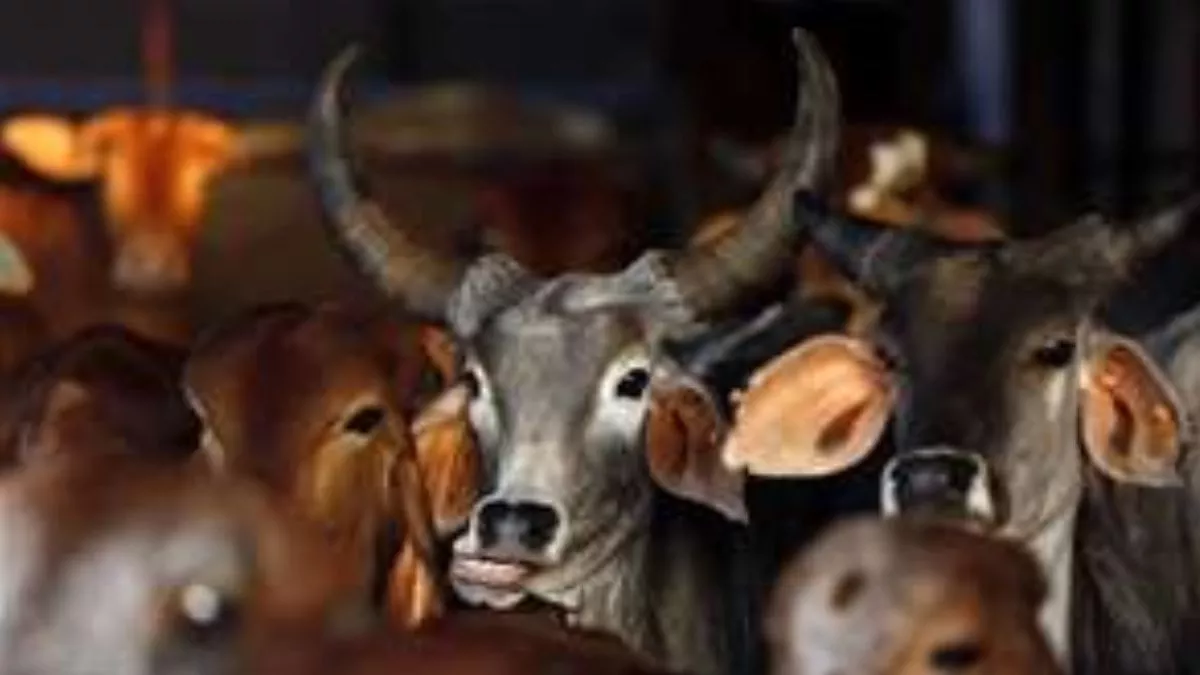 Bareilly News : गो तस्करों और पुलिस में मुठभेड़, अवैध असलहे-कारतूस सहित 4 गिरफ्तार