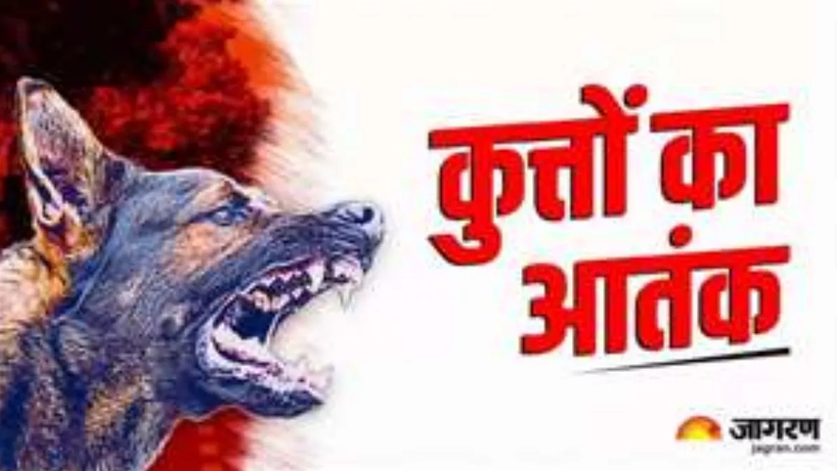 Bareilly News : स्कूल से लौट रहे बच्चे पर कुत्ते का हमला, पैर से निकाला मांस; करनी होगी सर्जरी