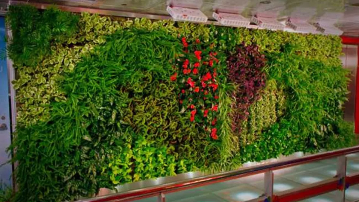 Vertical Garden: क्या होता है वर्टिकल गार्डन? बिहार के इस शहर में होने जा रहा निर्माण; टेंडर प्रक्रिया शुरू
