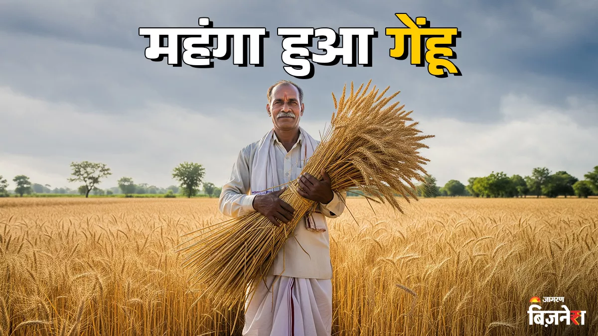 किसानों के लिए गेहूं बेचकर मोटा पैसा कमाने का सही समय? घरेलू बाजार में बढ़ी कीमतें; अभी चेक करें ताजा रेट
