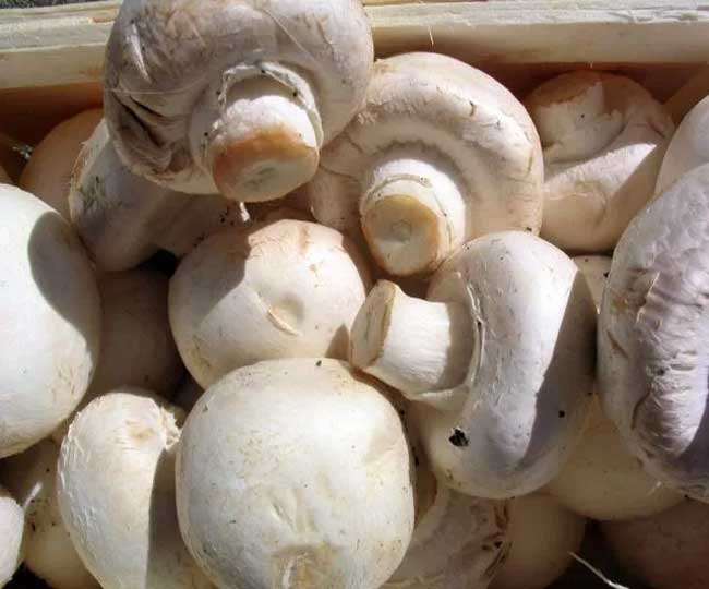 Health Benefits Of Mushroom: Eat Mushrooms Increase Immunity Avoid Heart  Disease to Cancer jagran special