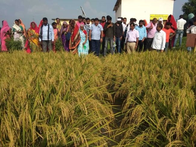 rake of 1316 mt urea will reach from kankinada port on september24