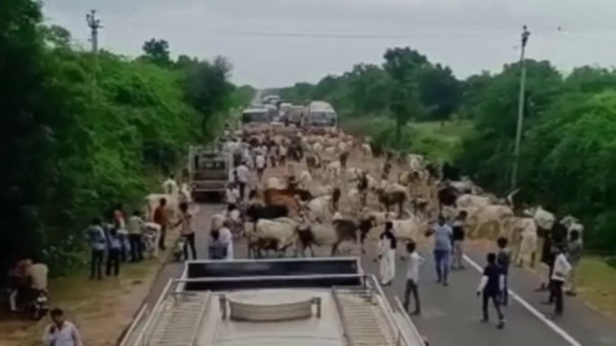 Gujarat News: आश्रय गृहों के लिए वित्तीय सहायता नहीं मिलने पर राज्यमार्गों पर हजारों गायों को छोड़ा, यातायात जाम