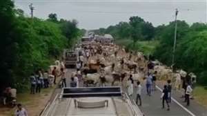 गुजरात में आश्रय गृह के लिए वित्तीय सहायता नहीं मिलने पर राज्यमार्गों पर हजारों गायों को छोड़ा। फोटो आइएएनएस