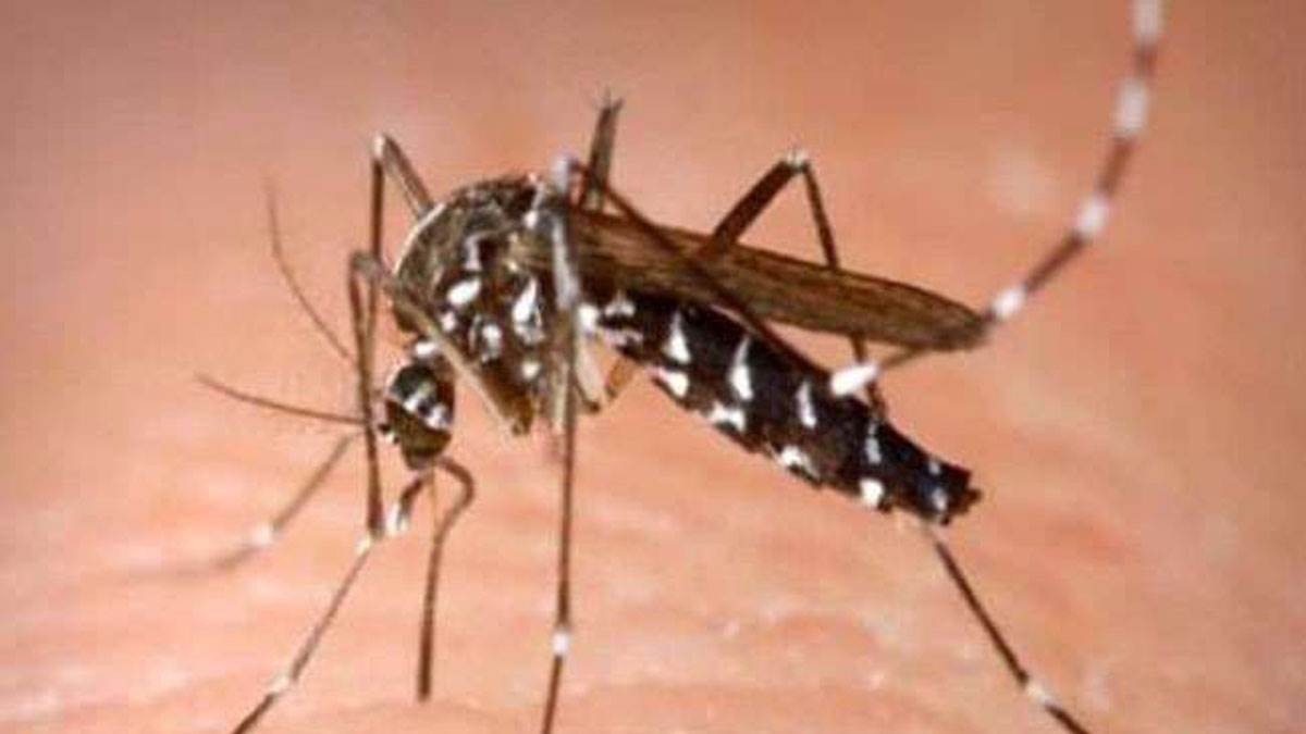 पटना में डेंगू के मामलों ने बढ़ाई चिंता। प्रतीकात्‍मक तस्‍वीर