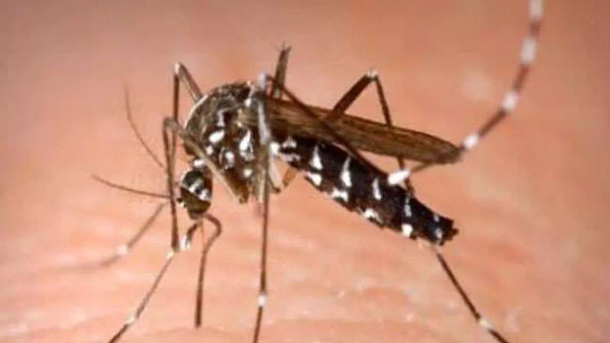 पटना के हर पांचवें घर में डेंगू का मरीज, अफसरों की लापरवाही से महामारी का रूप ले रहा संक्रमण
