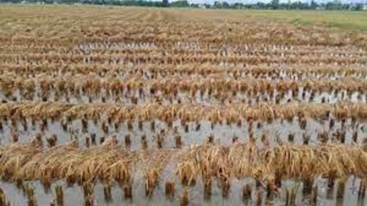 सिरसा में किसानों के लिए आफत बनी बारिश, कपास की चुगाई और धान की कटाई प्रभावित