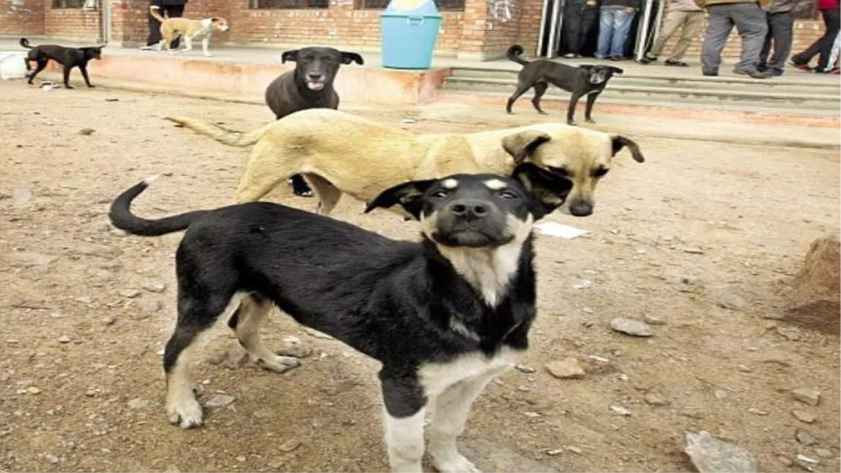Hapur News: लाखों की आबादी मगर एक भी पालतू कुत्ते का पंजीकरण नहीं करा सकी पालिका