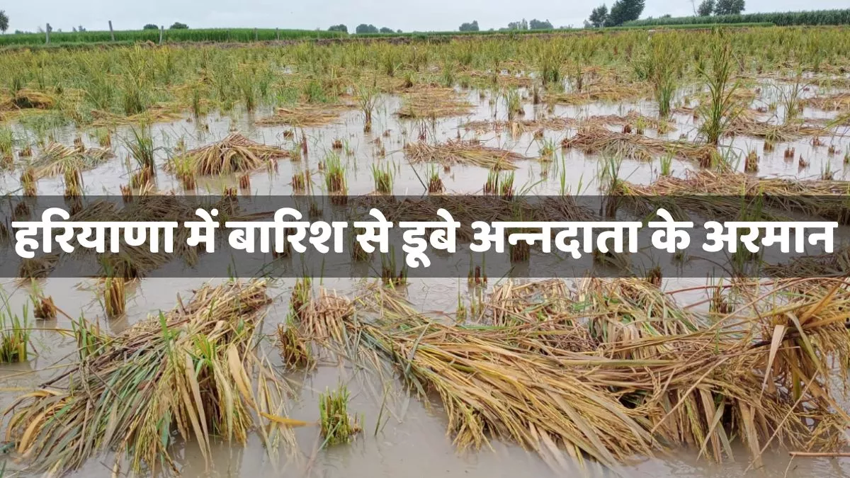 Rain in Haryana: हरियाणा में बारिश से डूबे अन्‍नदाता के अरमान, हजारों एकड़ फसल तबाह, तस्‍वीरों में देखें बर्बादी का आलम
