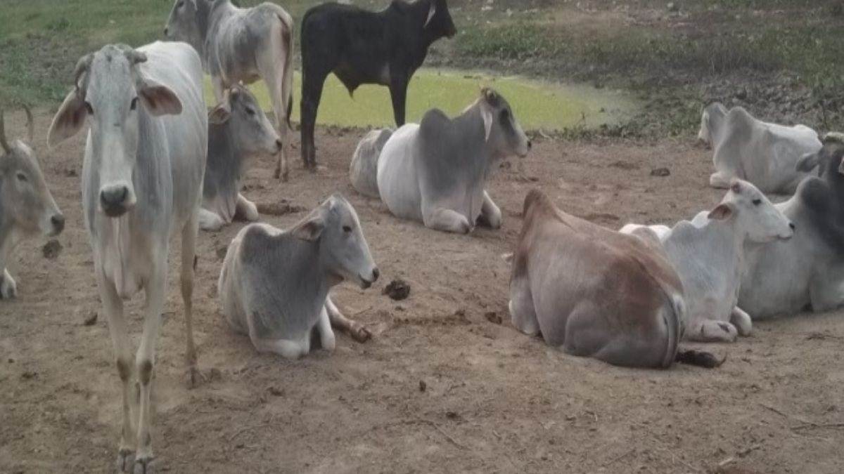 Lumpy Virus: टीकाकरण हो जाने के बाद फतेहपुरसीकरी में गायें लंपी वायरस की चपेट में आ रही हैं।