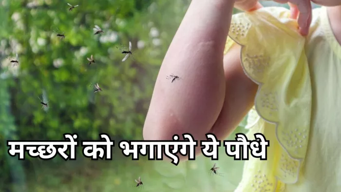 डेंगू के मच्छरों से बचाएंगे ये पौधे