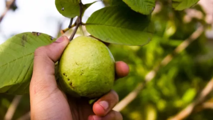 Benefits of Guava leaves: अमरूद की पत्तियों के फायदे जानकर हैरान हो जाएंगे