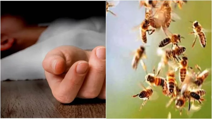 तुपुदाना ओपी क्षेत्र में मधुमक्खियों के हमले में एक ही परिवार के चार लोगों की मौत।(फोटो सोर्स: जागरण)