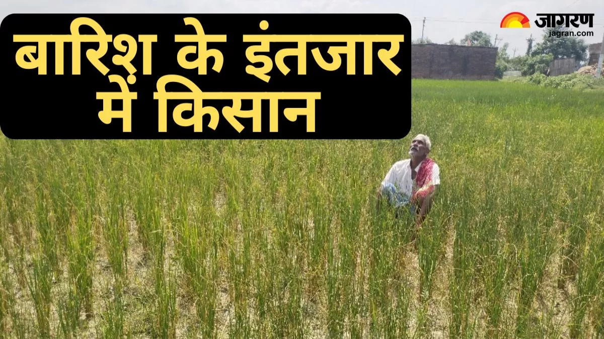 Rain in UP: यूपी में कम बारिश से धान की फसल पर आया संकट, चिंता में डूबे किसानों को बस इंद्रदेव से आस