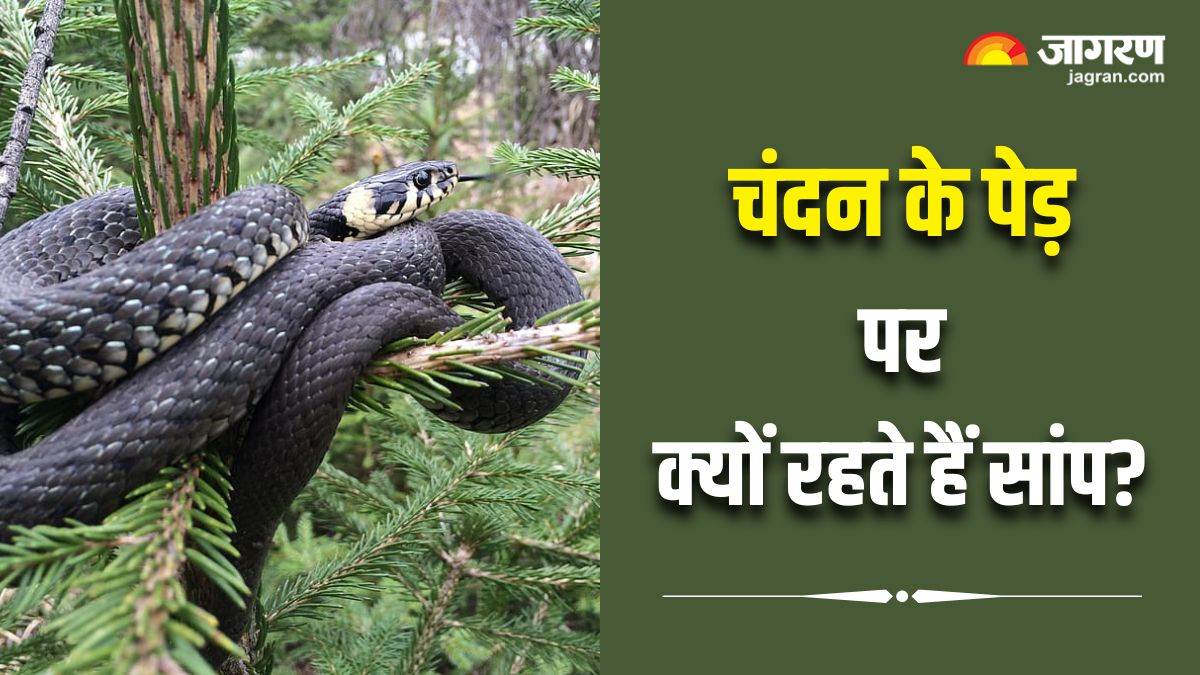 https://www.jagranimages.com/images/newimg/23092024/23_09_2024-snakes_on_sandalwood_tree_23802656.jpg