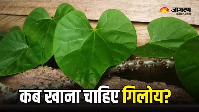 गिलोय रखता है कई बीमारियों को दूर (Picture Courtesy: Freepik)