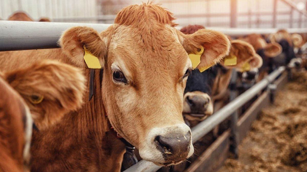 https://www.jagranimages.com/images/newimg/23092025/23_09_2025-cow_4_24057752.jpg