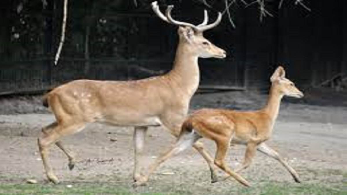 https://www.jagranimages.com/images/newimg/23092025/23_09_2025-deer1_24057124.jpg
