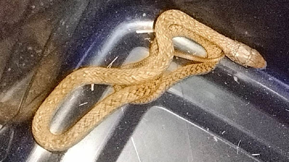 https://www.jagranimages.com/images/newimg/23092025/23_09_2025-snake2_24057607.jpg