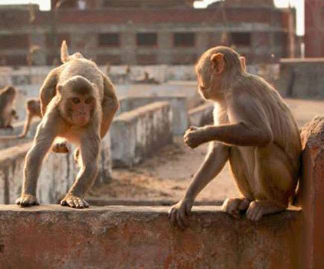 पटना सिटी में उत्‍पात मचाते हैं बंदर। सांकेतिक तस्‍वीर