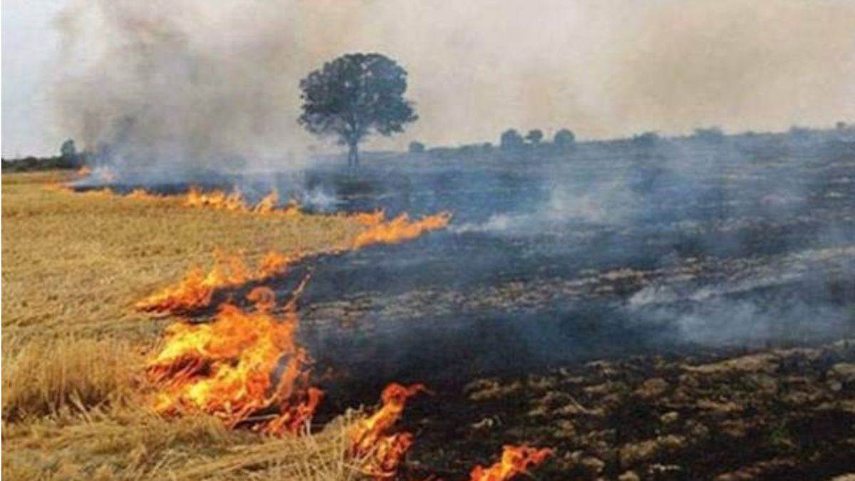 cases of setting stubble on fire on diwali night may increase jalandhar news