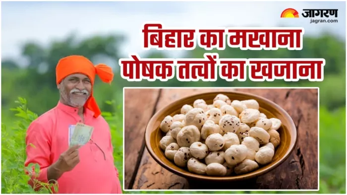 मखाने की खेती से कमाएं लाखों..! सरकार दे रही है 75 प्रतिशत सब्सिडी, आवेदन शुरू; जानें जरूरी बातें (प्रतीकात्मक तस्वीर)