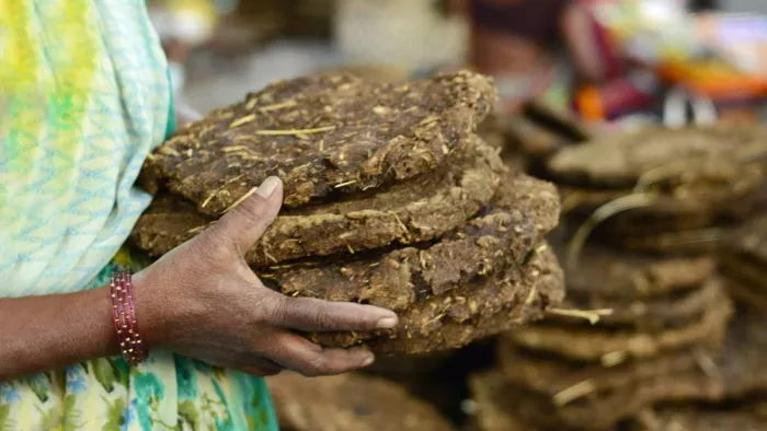 गोबर में करोड़ों रुपये का गड़बड़झाला।- सांकेतिक तस्वीर