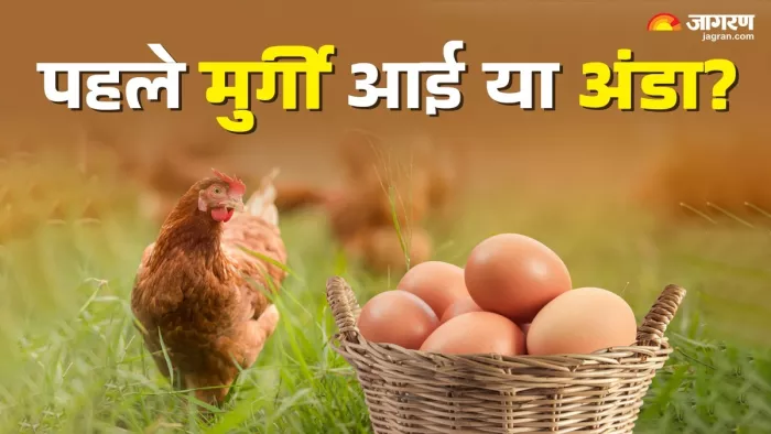 पहले मुर्गी आई या अंडा, जानें सही जवाब (Picture Credit- Freepik)