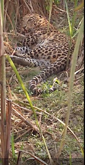 injured leopard found in parikshitgarh forest
