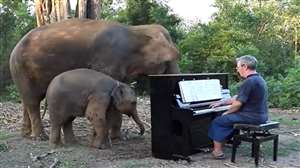 इस वीडियो में एक कलाकार जंगल के बीचों बीच पियानो (piano) बजाता हुआ नजर आ रहा है।