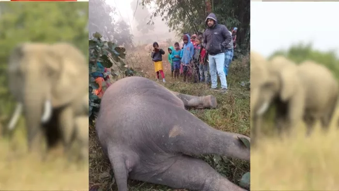 घटनास्थल पर पड़ा हाथी व ग्रामीणों की भीड़।